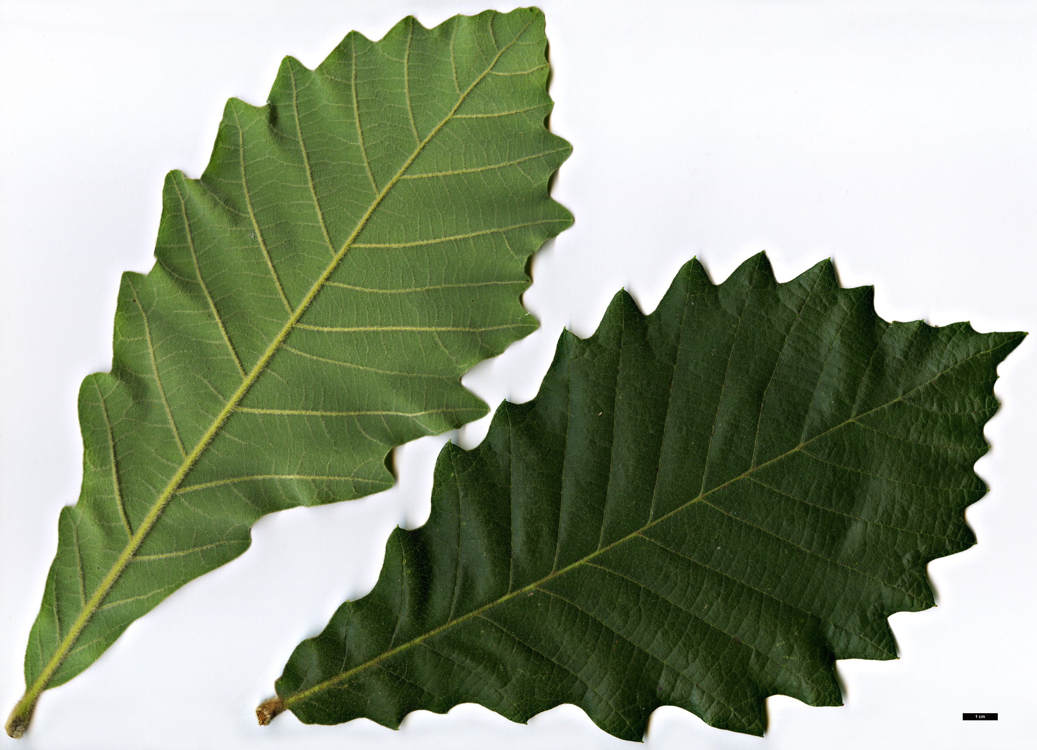 High resolution image: Family: Fagaceae - Genus: Quercus - Taxon: aliena × dentata subsp. yunnanensis High resolution image: Family: Fagaceae - Genus: Quercus - Taxon: aliena × dentata subsp. yunnanensis